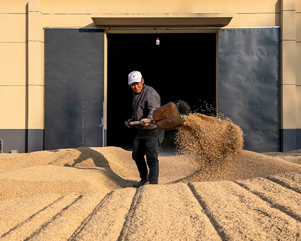 锦州生产无公害有机大米厂家