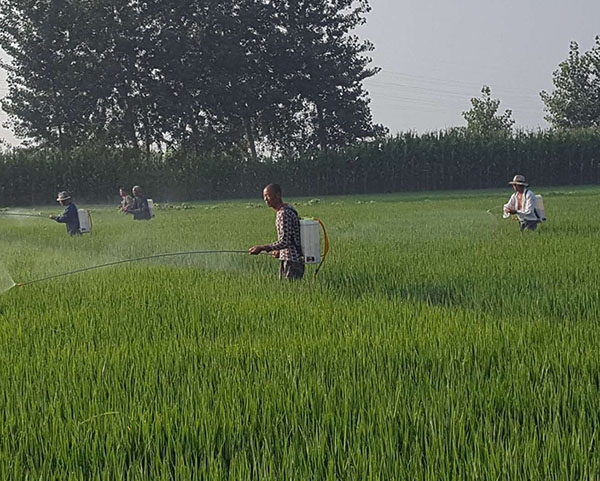 葫芦岛生产富硒绿色大米厂家