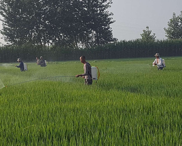 东北批发圆粒香大米厂家